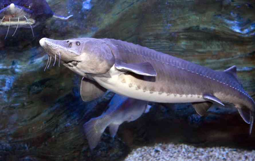 как выглядит белуга