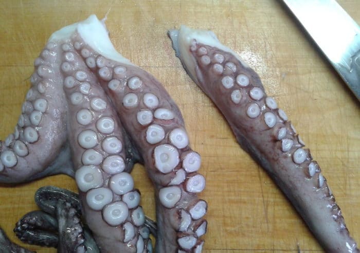 щупальца осьминога