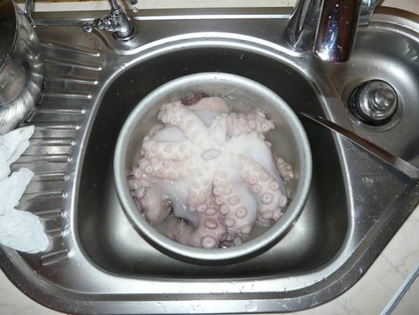 осьминог в воде
