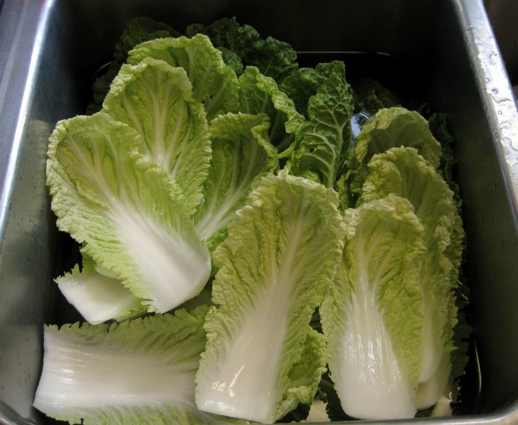 пекинская капуста