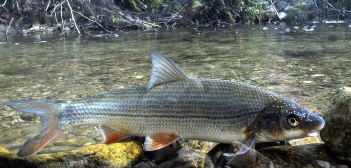 подуст по строению отличается от рыбца 