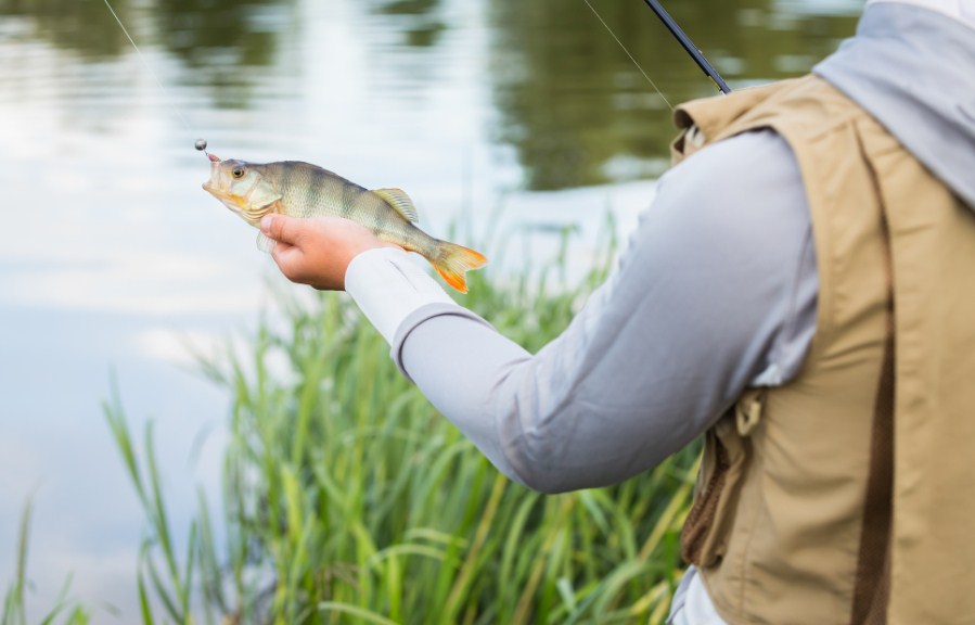 окунь на крючке