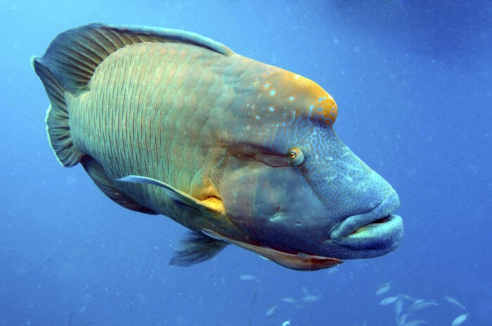 губан Маори носит другое имя - Наполеон