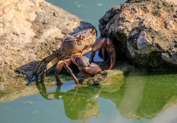 Пресноводный краб в воде