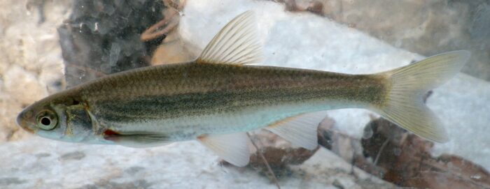 Генуэзский подуст в естественной среде 