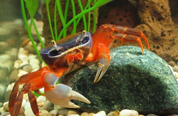 радужный краб