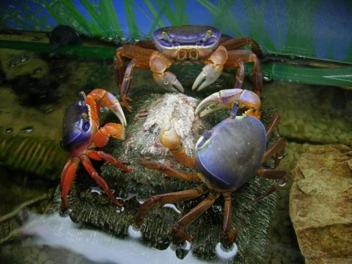 радужный краб на камнях