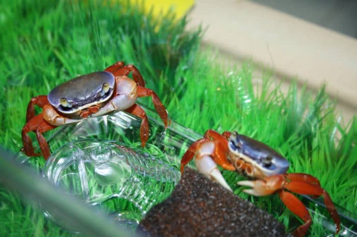 чем кормить радужного краба