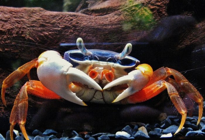 радужный краб в аквариуме