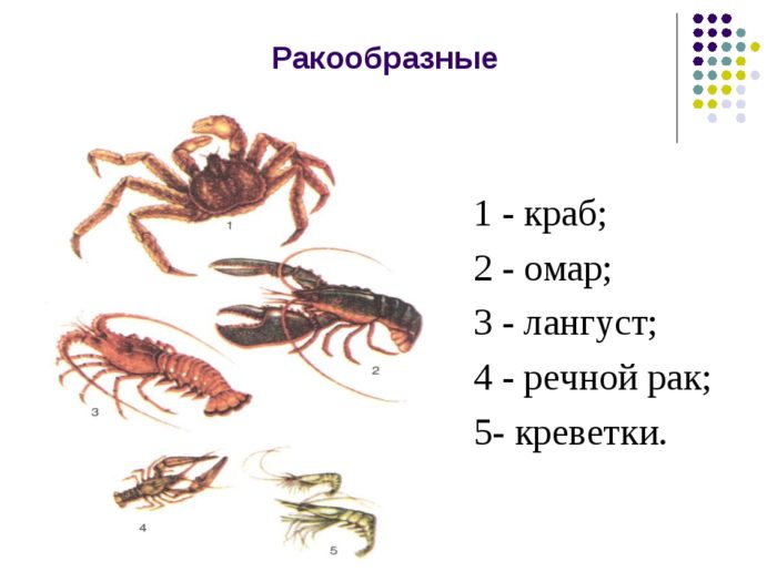 ракообразные