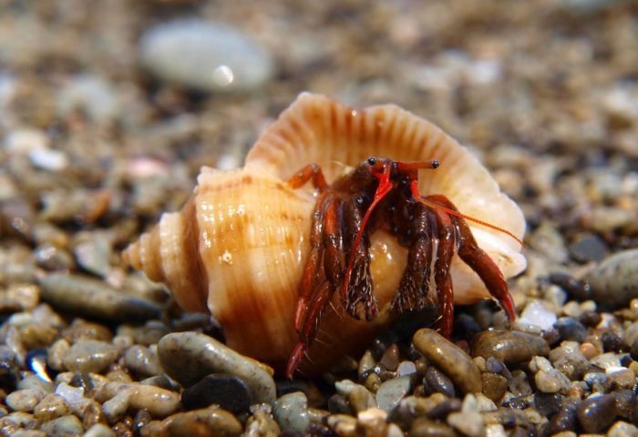 Моллюск рапана