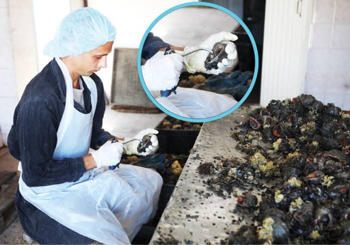 как правильно чистить рапаны