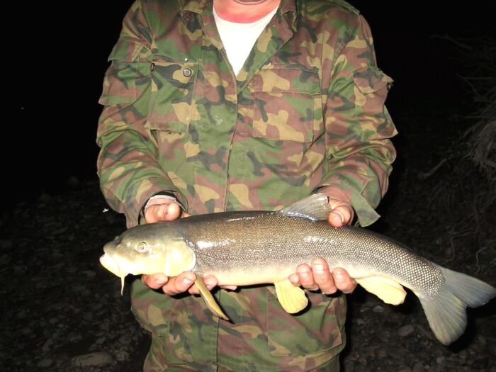 Иллийская маринка содержит яд