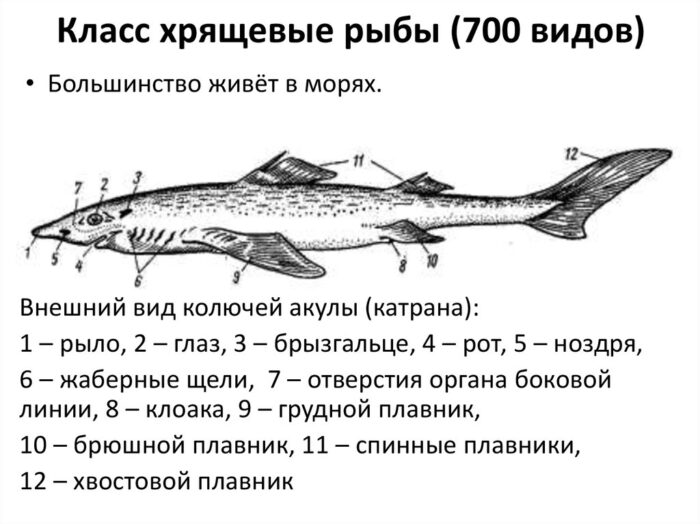 разнообразный класс хрящевых рыб 