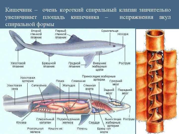 особенности строения кишечника акулы 
