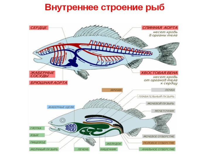особенности внутреннего строения рыб