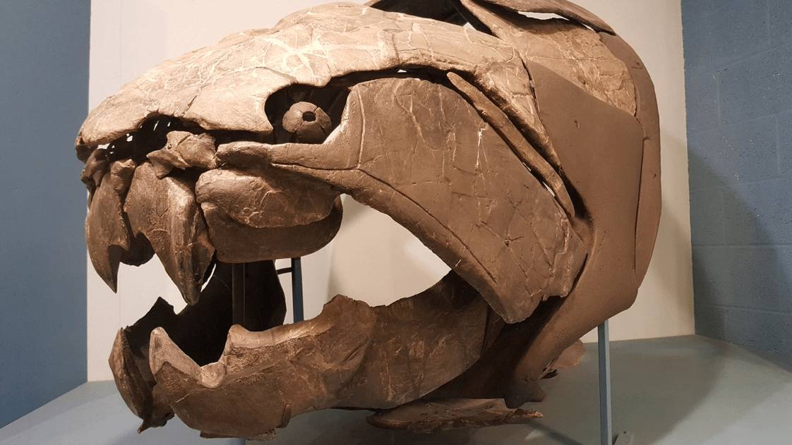 макет головы мощной рыбы