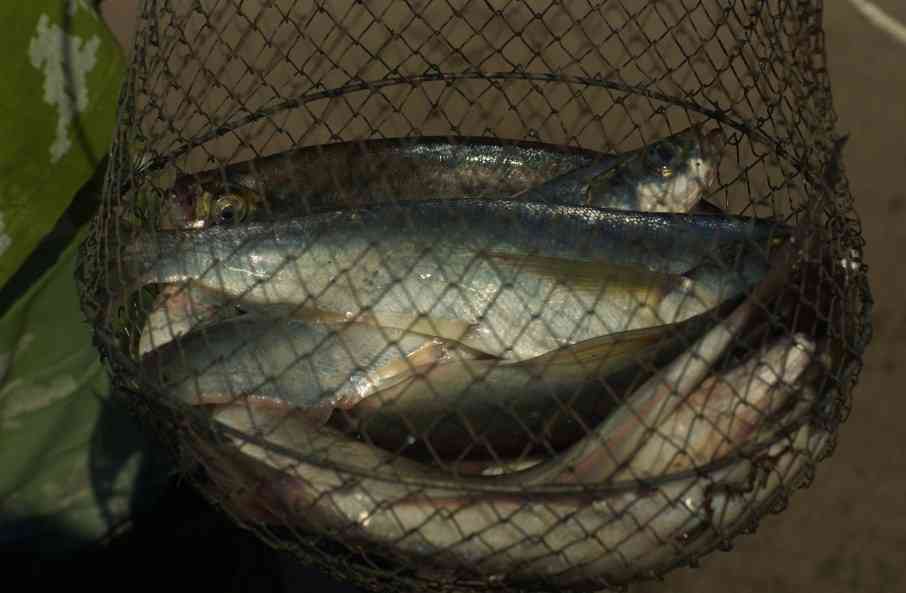 чехонь в сетке