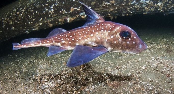 внешний вид рыбы заяц