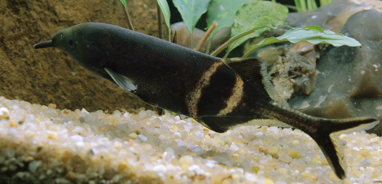 слоник в аквариуме