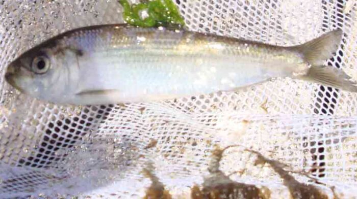 Азовская морская сельдь