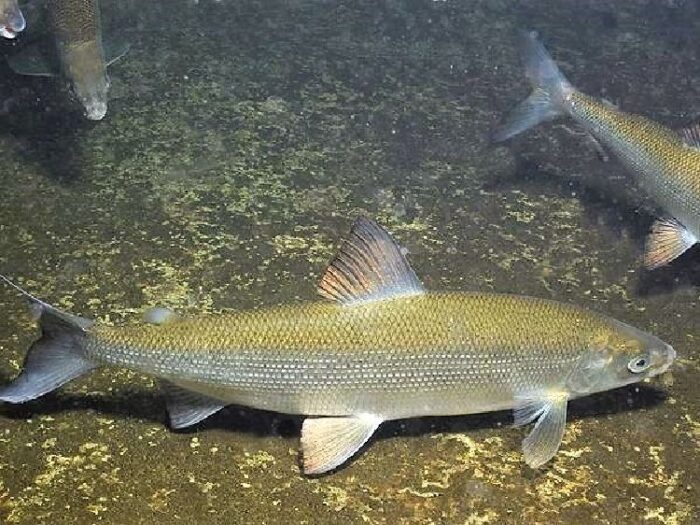 морской сиг 