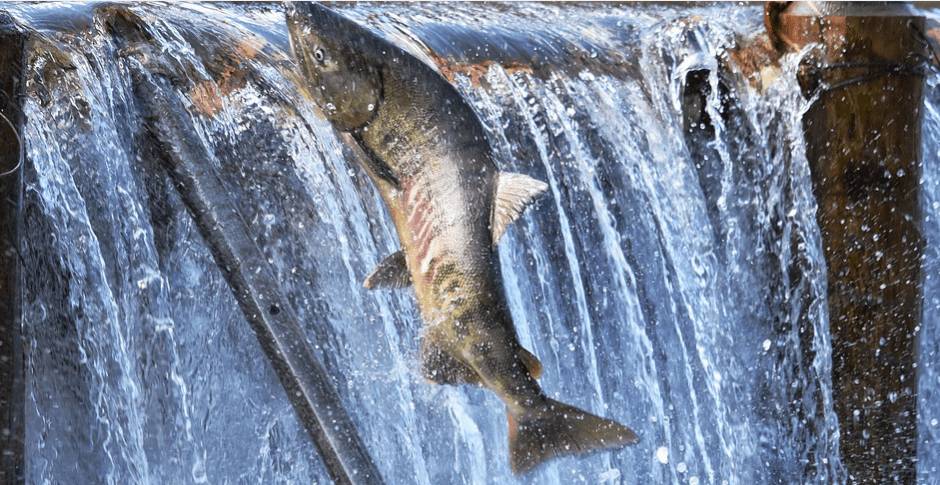 рыба сима в горной реке