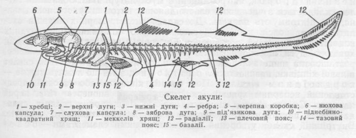 особенности строения скелета акулы 