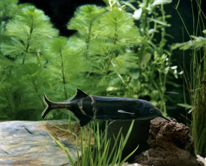 почему рыбу называют слоником