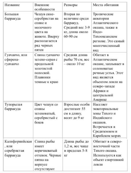 барракуда