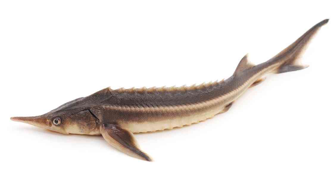 как выглядит стерлядь