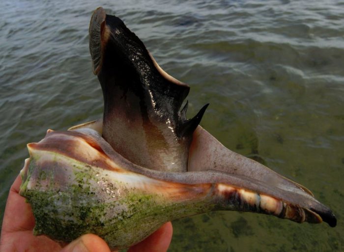 Трубач моллюск