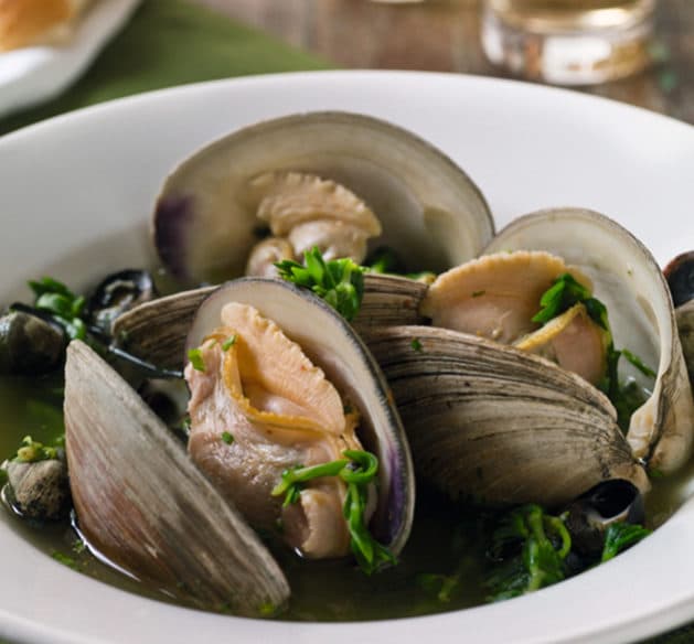 трубач моллюск