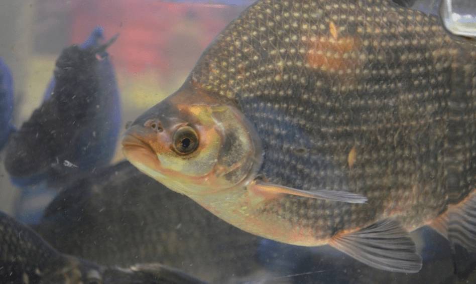 тилапия относится к семейству цихлид