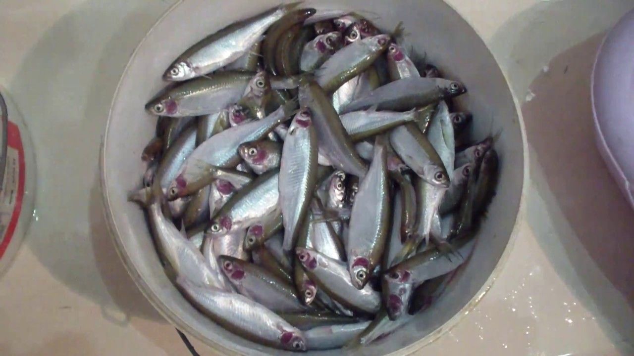 уклейка