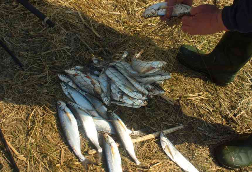 ловля чехони