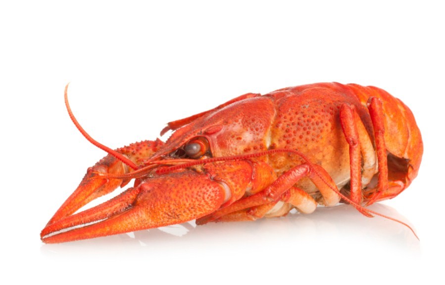 как выглядит вареный рак