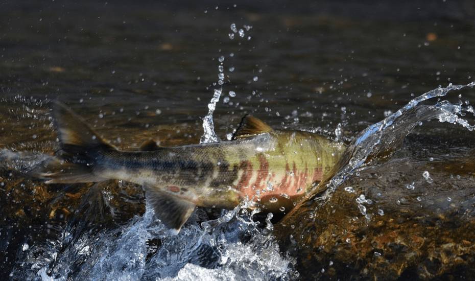 вишневого лосося можно видеть над поверхностью воды