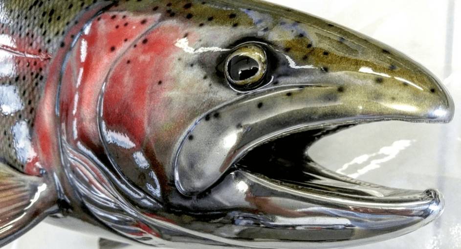 вишневый лосось или сима является ценной красной рыбой