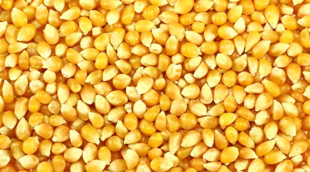 сухая кукуруза