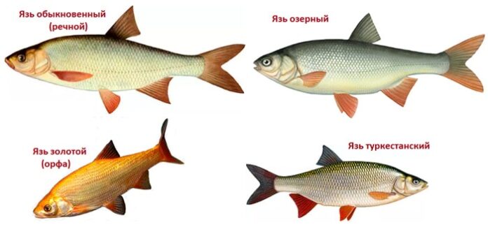 разновидности рыбы язь 