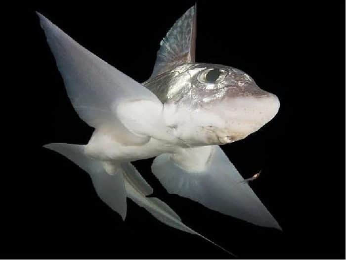 в чем польза мяса рыбы заяц