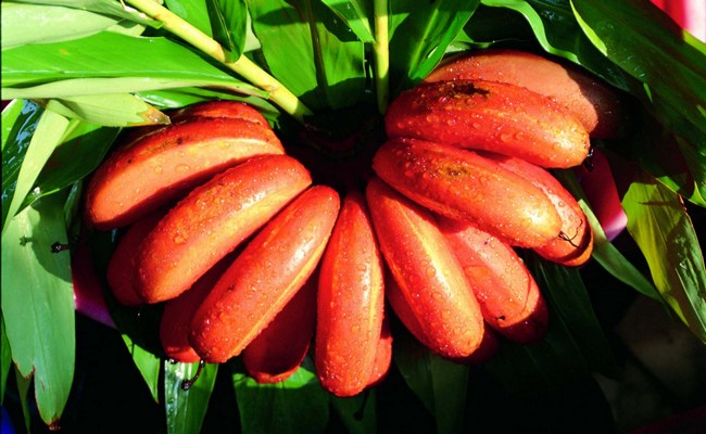 Как выглядят красные бананы