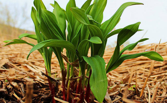 Черемша или медвежий лук