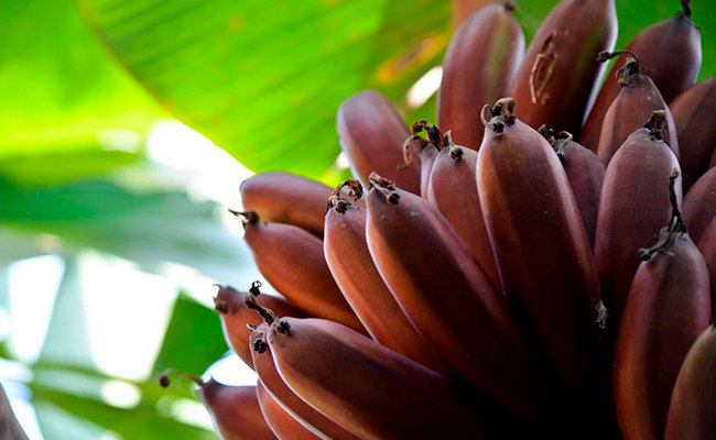 Где растут красные бананы